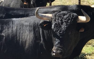 Choix Du Toro pour la fiesta campéra